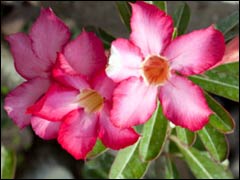   (Adenium Obesum Desert Rose)