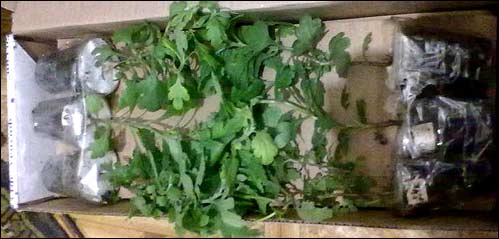 Хризантемы купить ,как посадить и ухаживать - Хризантемы, астры, колеусы, мята и многолетники