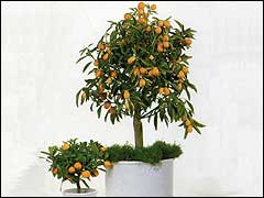 Выращивание цитрусовых мандарин в домашних условиях
