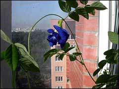 Цветок клитория