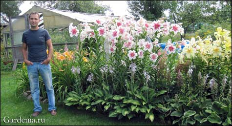 Прекрасная лилия - как содержать в саду - клумба с лилиями, фото