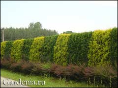 Зеленая изгородь на даче (42 фото)