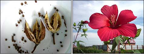 Гибискус травянистый: посадка, выращивание и уход, фото