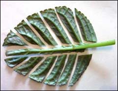 Размножение разного вида бегоний черенками и листьями в домашних условиях пошагово с фото