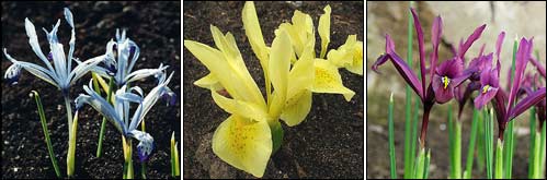 Iris bakerianum; Iris winogradowii; Iris kopetdagensis