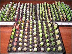 Как оформить свою коллекцию кактусов в композиции