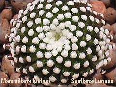 Mammillaria luethyi  Eriocereus jusbertii