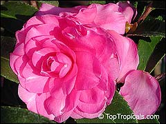  Camellia Hiemalis Chansonette