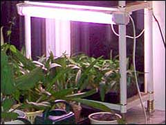 Подсветка рассады | Как сделать подсветку для рассады в домашних условиях