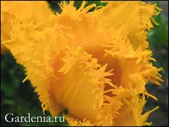 Луковицы цветов - 74 фото