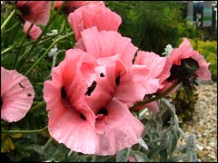 Цветок мак — декоративное и садовое растение