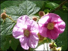   (Rubus odoratus)  