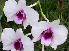 В какой грунт пересадить орхидею?