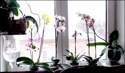 Выращивание орхидей в домашних условиях