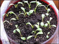 Флокс Друммонда — выращивание однолетника из семен, посадка, уход и сорта