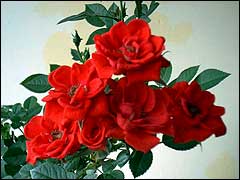 Виды и сорта комнатной (домашней) розы