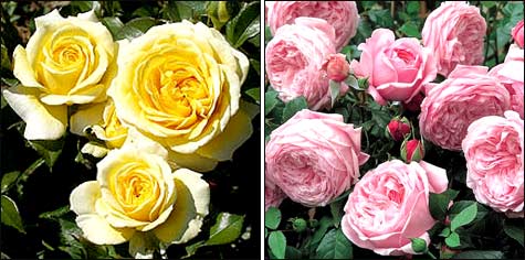 Бордюрные розы миниатюрные: фото, сорта, посадка и уход с размножением