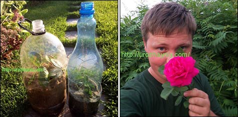 Роза из пластиковых бутылок своими руками