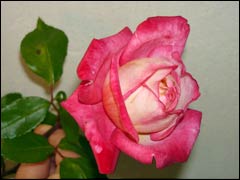Английские розы Дэвида Остина