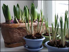 Как самостоятельно вырастить луковичные цветы к 8 марта