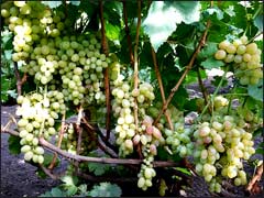 Укореняем черенки винограда зимой – 3 проверенных метода